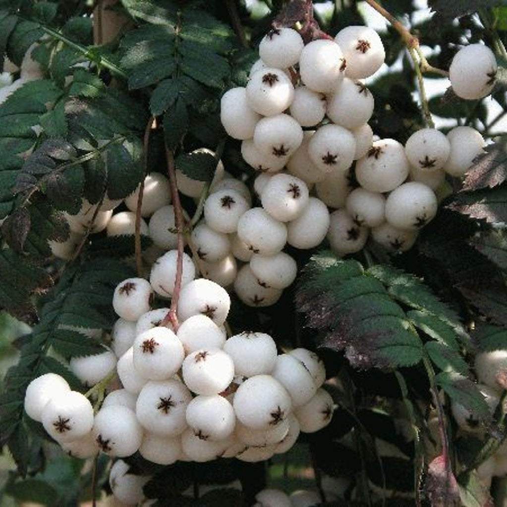Rönn – Sorbus arnoldiana 'White Wax' - 6/8 in Cont HO/ST